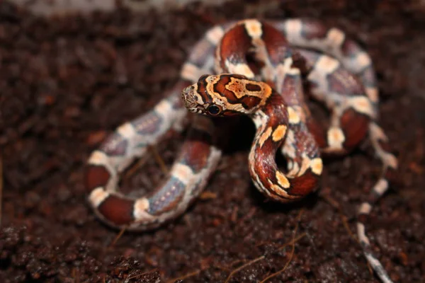 Dětský exemplář kukuřičného hada Pantherophis guttatus — Stock fotografie