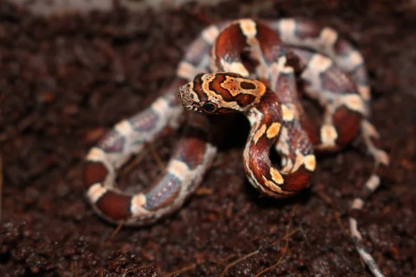 Espécime de bebé da cobra de milho Pantherophis guttatus — Fotografia de Stock