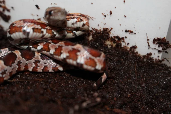 Espécimen de bebé de serpiente de maíz Pantherophis guttatus —  Fotos de Stock