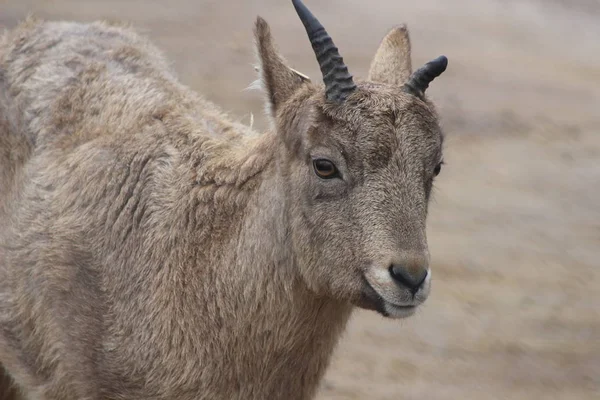 Západní kavkazské tur koza — Stock fotografie