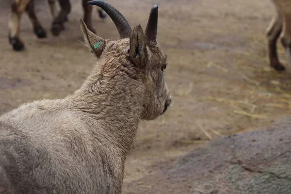 West caucasian tur goat — Stock Photo, Image