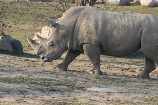 Close up portrait of a white rhino — Stock Photo, Image