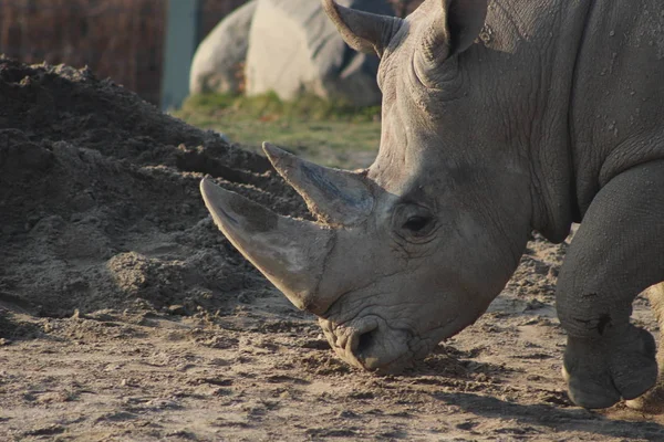Close up portrait of a white rhino — Stock Photo, Image