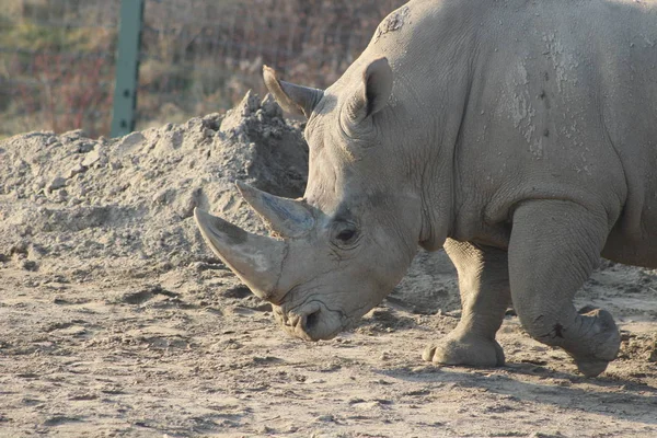 Portrait rapproché d'un rhinocéros blanc — Photo