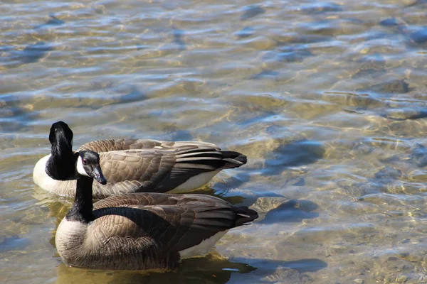 Dois gansos canadenses nadando em uma lagoa — Fotografia de Stock