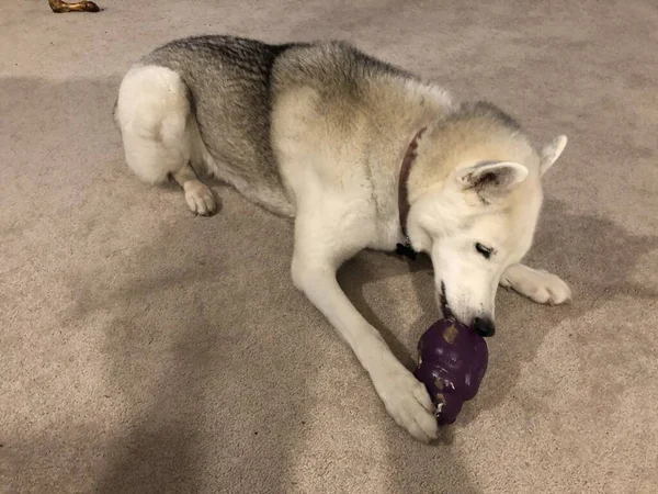 Sibirya kurdu lastik köpek oyuncağını çiğniyor. — Stok fotoğraf