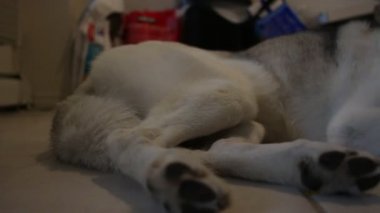 Yatmakta olan bir Husky 'yi tarayan video..
