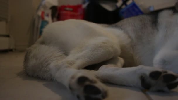 Video přehrávání přes husky, který leží. — Stock video