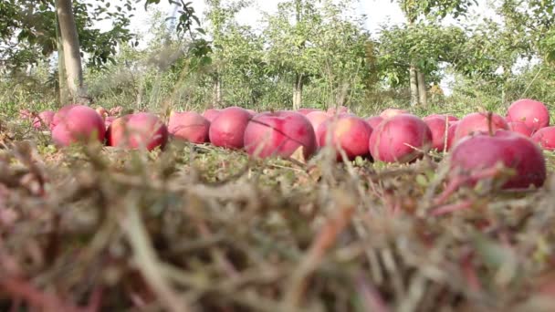 썩은 여러 가지 색깔의 썩은 사과가 검은 색 배경에서 익었다 — 비디오