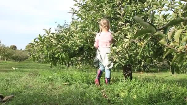 Boldog gyerek almát tesz a fonott kosárba. Boldog aranyos gyerek tesz gyümölcs bele fonott kosár és a családja szedés friss bio alma egy napsütéses — Stock videók