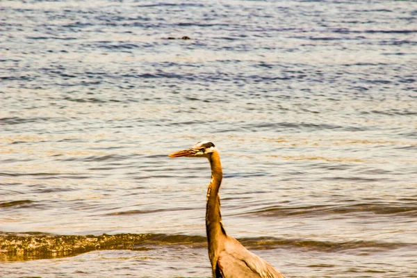 Great Blue Heron Ardea herodias - Fort Myers Beach, Florida — Stock Photo, Image