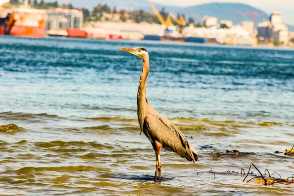 Great Blue Heron Ardea herodias - Fort Myers Beach, Florida — Stock Photo, Image