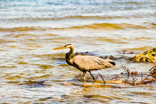 Great Blue Heron Ardea herodias - Fort Myers Beach, Florida — стоковое фото