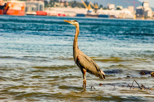 Great Blue Heron Ardea herodias - Fort Myers Beach, Florida — Stock Photo, Image