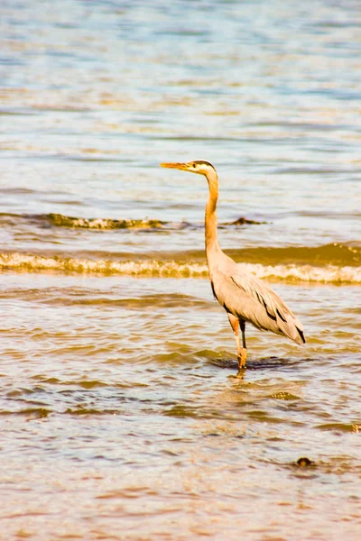 Great Blue Heron On A Gulf Coast Beach With Waves — Stock Photo, Image