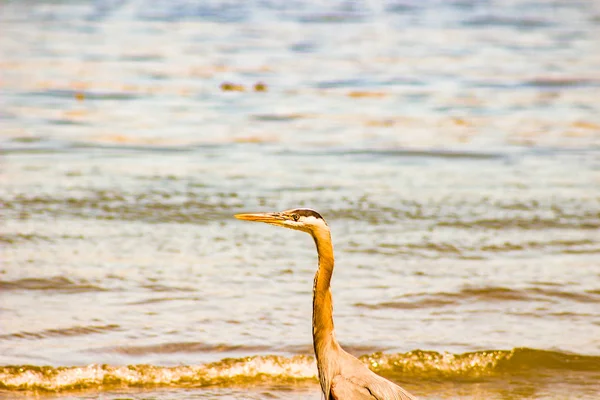 Great Blue Heron On A Gulf Coast Beach With Waves — Stock Photo, Image