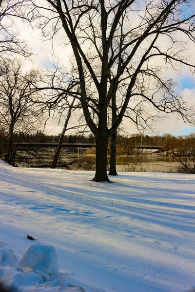 Inverno nevado no Parque. Árvores cobertas com neve branca fofa. Paisagem de inverno. Celebração do Ano Novo e Natal. Inverno nevado no Parque. Árvores abrangidas — Fotografia de Stock