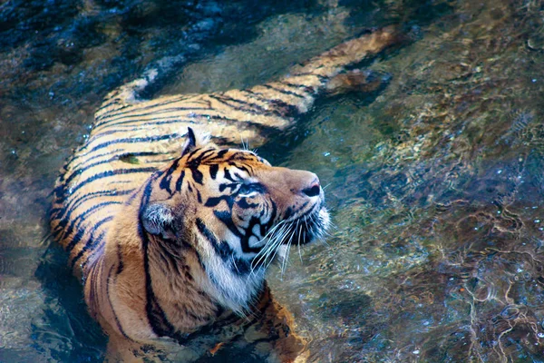 Amur tigre mentindo e olhando para a frente — Fotografia de Stock