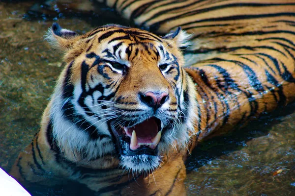 Amur tigre mentindo e olhando para a frente — Fotografia de Stock