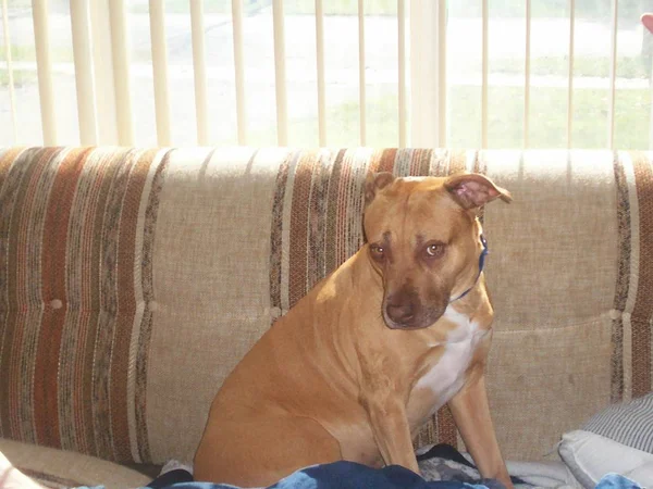 Cão pitbull marrom e branco descansando enrolado no sofá vermelho. Olhando para a câmera — Fotografia de Stock