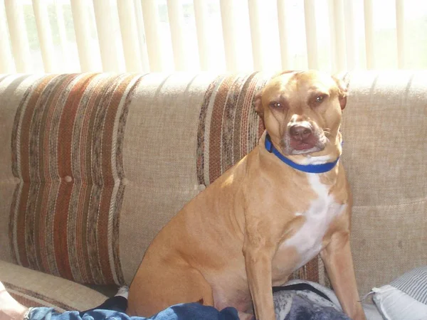 Perro pitbull marrón y blanco descansando acurrucado en un sofá rojo. Mirando hacia la cámara —  Fotos de Stock