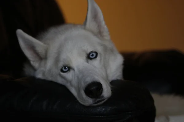 Sibiriska husky hund isolerad på grå. Porträtt förvirrad rolig släde-hund med blå ögon och med pressade öron. Sibiriska husky hund isolerad på grå. Porträtt — Stockfoto