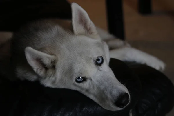 Cão husky siberiano isolado em cinza. Retrato confuso engraçado trenó-cão com olhos azuis e com orelhas pressionadas. Cão husky siberiano isolado em cinza. Retrato — Fotografia de Stock