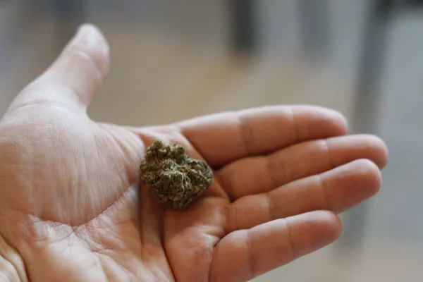 Eine große Marihuana-Knospe in der Hand — Stockfoto