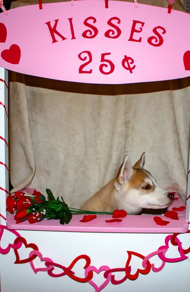 Valentijnsdag husky puppy met een groot rood hart en een enkele rode roos op een zwarte achtergrond.. — Stockfoto