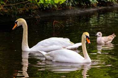 Pair of mute swans, preening their plumage on a pond.