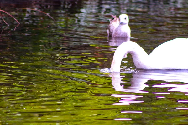 Пара немых лебедей, гордящихся своим оперением на пруду . — стоковое фото