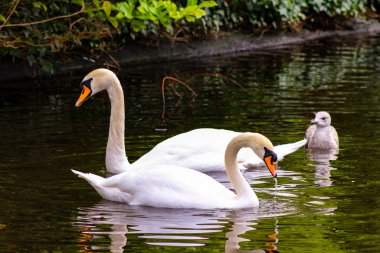 Pair of mute swans, preening their plumage on a pond.