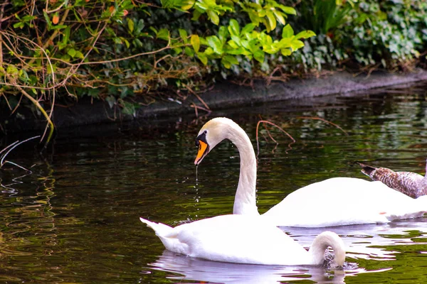 一群沉默的天鹅，在池塘边为它们的羽毛做准备. — 图库照片