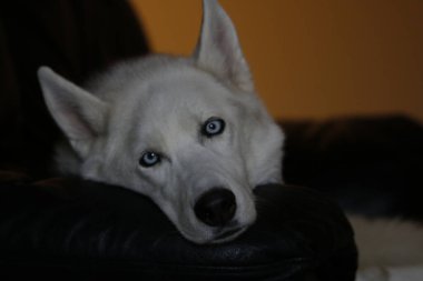 Sibirya köpeği gride izole edilmiş. Kafası karışmış mavi gözlü ve basık kulaklı komik kızak köpeği portresi. Sibirya köpeği gride izole edilmiş. Portre