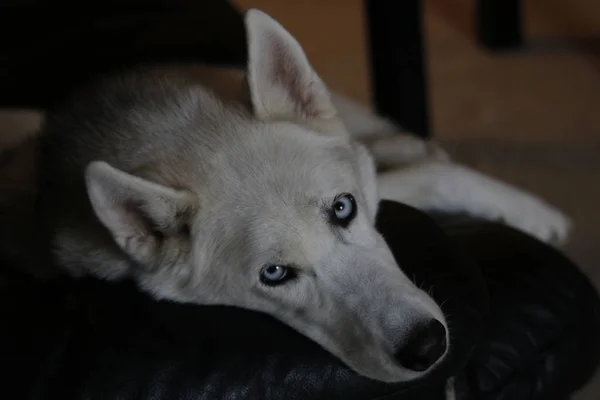 Perro husky siberiano aislado en gris. Retrato confundido divertido trineo-perro con ojos azules y con las orejas prensadas. Perro husky siberiano aislado en gris. Retrato — Foto de Stock