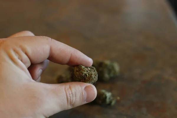 Eine große Marihuana-Knospe in der Hand — Stockfoto