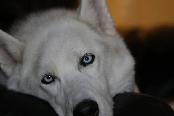 Perro husky siberiano aislado en gris. Retrato confundido divertido trineo-perro con ojos azules y con las orejas prensadas. Perro husky siberiano aislado en gris. Retrato — Foto de Stock