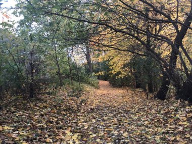 Sonbahar Doğa ve Yolu Sonbahar Yaprakları.
