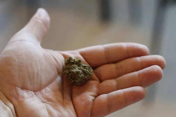 Eine große Marihuana-Knospe in der Hand — Stockfoto