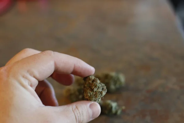 Eine große Marihuana-Knospe in der Hand — Stockfoto