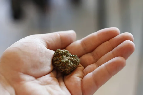 Segurando um grande botão de maconha — Fotografia de Stock