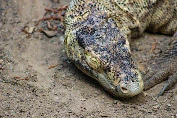 Smok Komodo Waran komodoensis — Zdjęcie stockowe