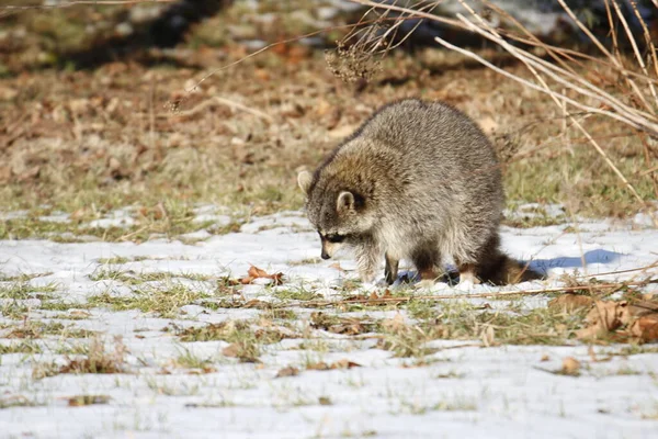 Mapache rabioso espumando en la boca. Si bien este mapache en particular puede no estar rabioso, un mapache mojado y enfermo espumando en la boca es un signo de rabia. La rabia es mortal. — Foto de Stock