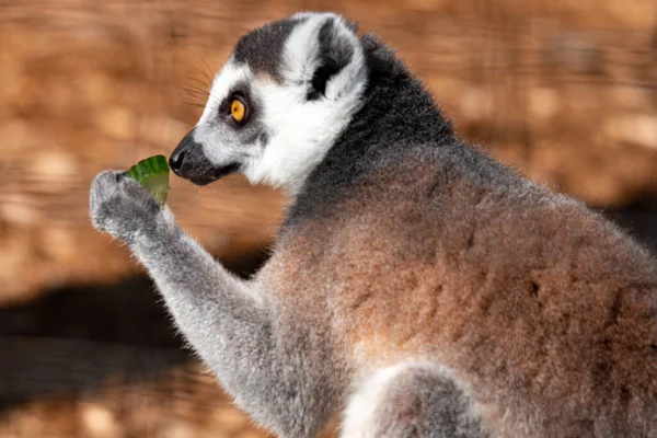 Rabo de anel Lemur - parte da família prosímio — Fotografia de Stock