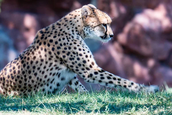 Gepardengesicht, Aminonyx jubatus, Detailaufnahme Porträt einer Wildkatze. Das schnellste Säugetier auf dem Land, etosha np, namibia. Wildtiere. Szene aus der afrikanischen Natur. — Stockfoto