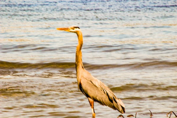 Velká modrá volavka Ardea herodias - Fort Myers Beach, Florida — Stock fotografie