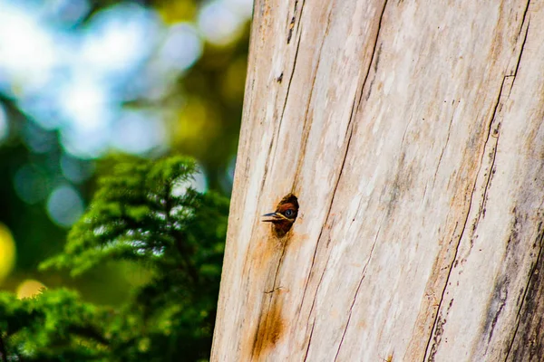 Hongerige Baby Spechten hoofd steken uit nest in boom — Stockfoto