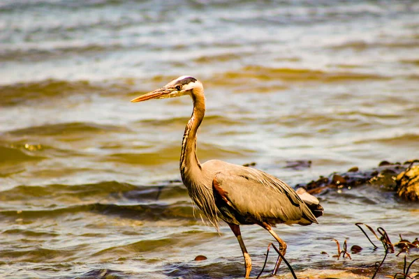 Velká modrá volavka Ardea herodias - Fort Myers Beach, Florida — Stock fotografie