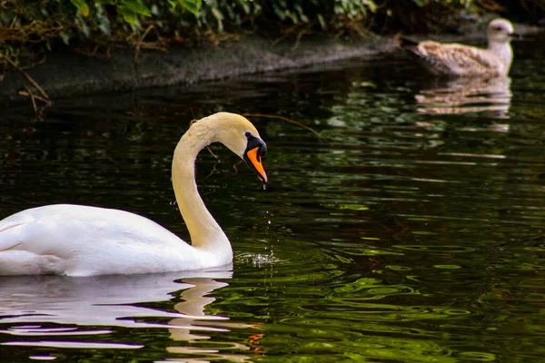 Cygnets cisne mudo, Cygnus olor, vigilado por la pluma y la mazorca, nadar en el Gran Canal, Dublín, Irlanda. Cuatro jóvenes cisnes esponjosos bebé con suave abajo en el agua junto a la madre y el padre — Foto de Stock