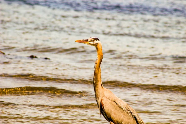 Great Blue Heron Ardea herodias - Fort Myers Beach, Florida — стоковое фото